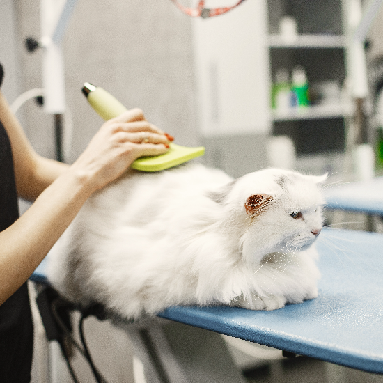 Hudson Animal Hospital: Experienced Veterinarian in Manhattan